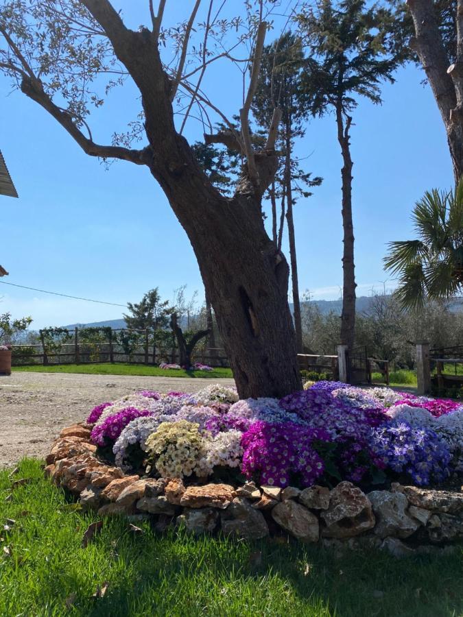 Casa Vacanza Capozzoli Albanella Esterno foto